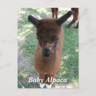 Cartão Postal Baby Alpaca Gena