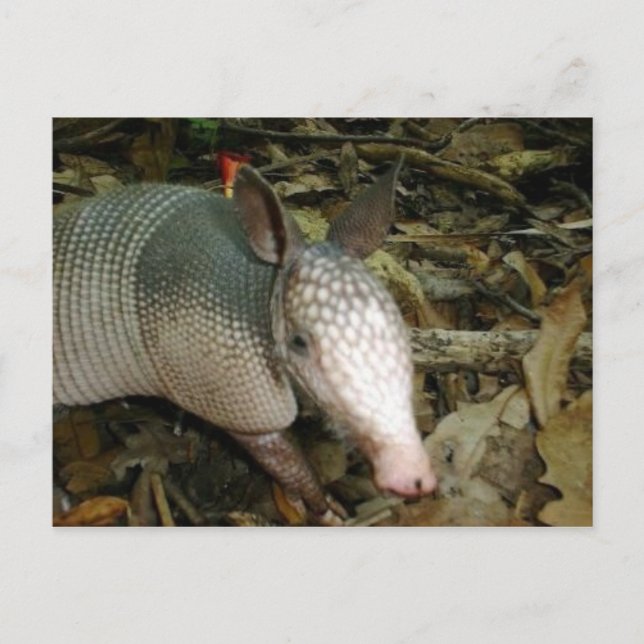 Cartão Postal Baby Armadillo (Frente)