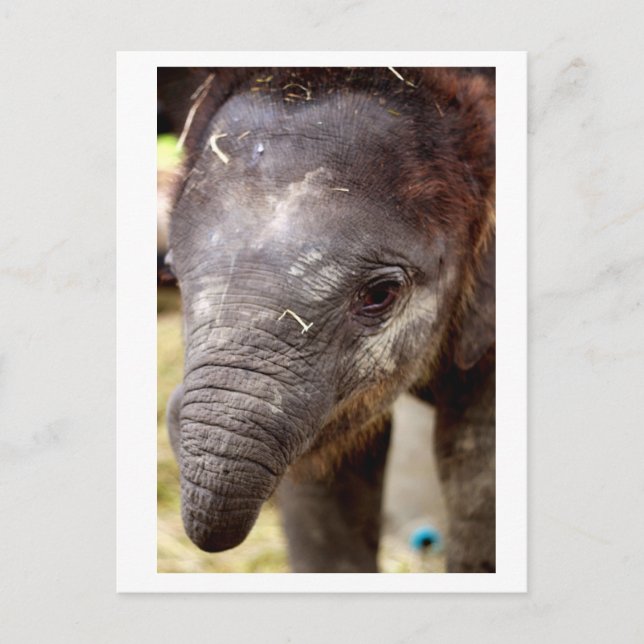 Cartão Postal Baby Asian Elephant_03 (Frente)