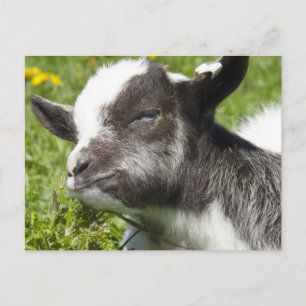 Cartão Postal Baby Bagot Goat   Raros Raros Raça