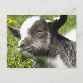 Cartão Postal Baby Bagot Goat | Raros Raros Raça