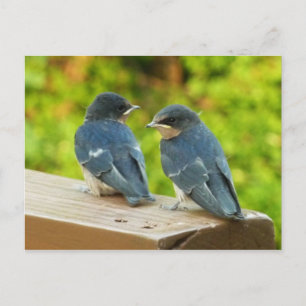 Cartão Postal Baby Barn Swallow Nature Bird Fotografia