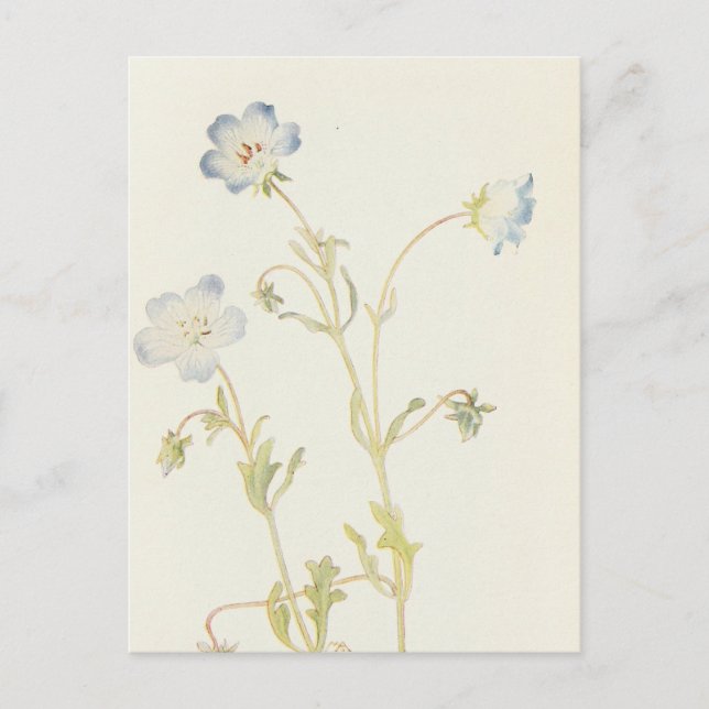 Cartão Postal Baby Blue-Eyes por Margaret Armstrong (Frente)