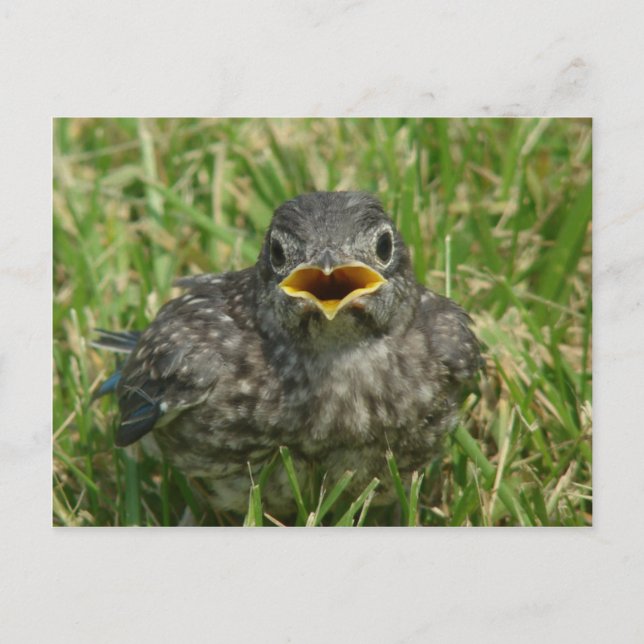 Cartão Postal Baby Bluebird (Frente)