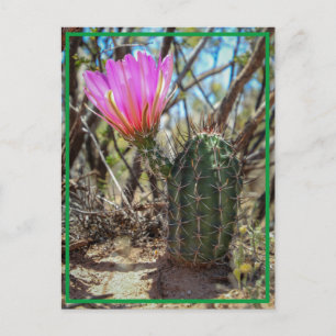 Cartão Postal Baby Cactus