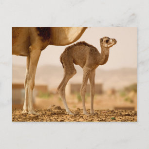 Cartão Postal Baby Camel