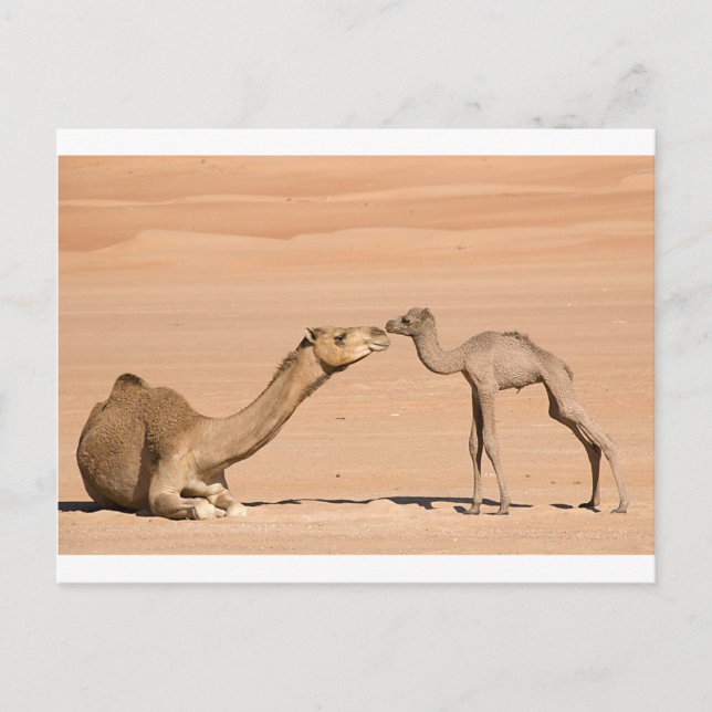 Cartão Postal Baby Camel e sua mãe (Frente)