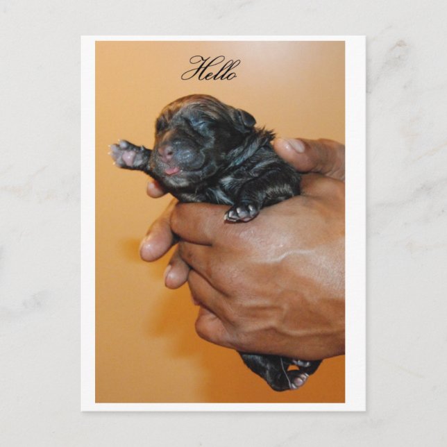 Cartão postal Baby Cane Corso II (Frente)