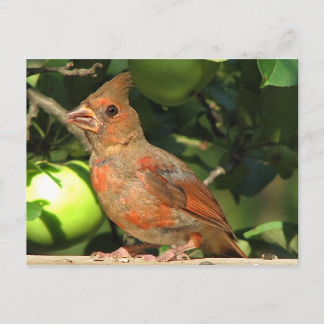 Cartão Postal Baby Cardinal (Frente)