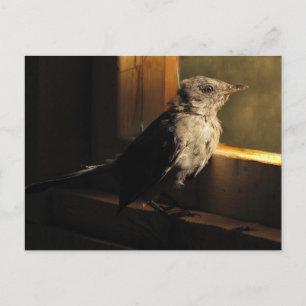 Cartão Postal Baby Catbird