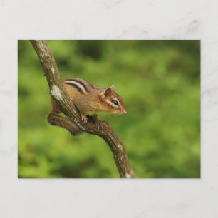 Cartão Postal Baby Chipmunk em uma árvore