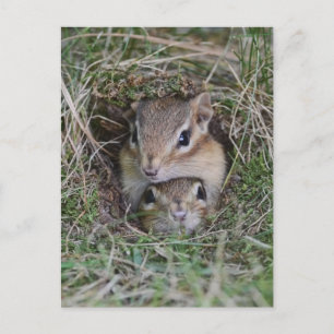 Cartão Postal Baby Chipmunk Esmagado Junto