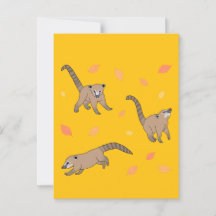 Baby Coatis