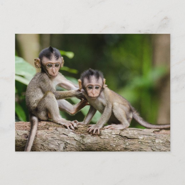 Cartão Postal Baby Crab-Eating Macaques Playing on a Branch (Frente)