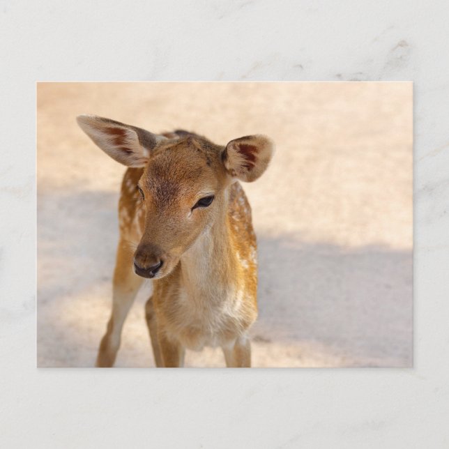 Cartão Postal Baby Deer (Frente)
