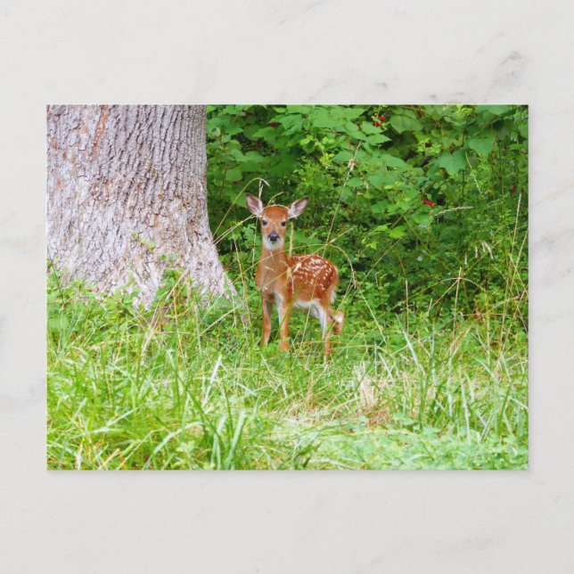 Cartão Postal Baby Deer in the Woods Nature Fotografia (Frente)