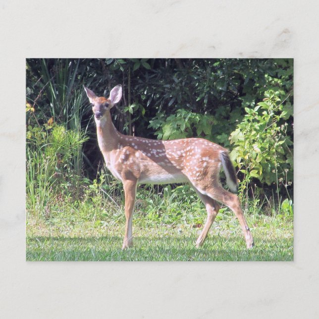 Cartão Postal Baby Deer Postcard (Frente)