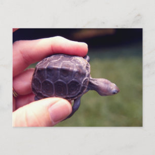 Cartão Postal Baby Diamondback Turtle