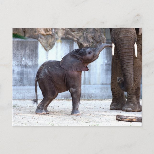 Cartão Postal Baby Elephant (Frente)