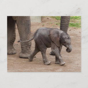 Cartão Postal Baby Elephant