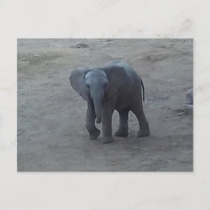 Cartão Postal Baby Elephant Postcard - by Fern Savannah