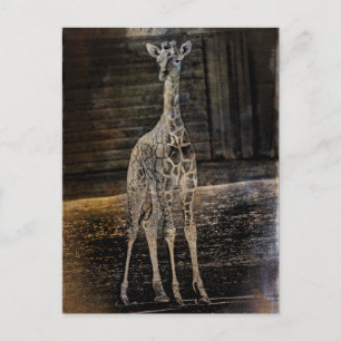 Cartão Postal Baby Giraffe