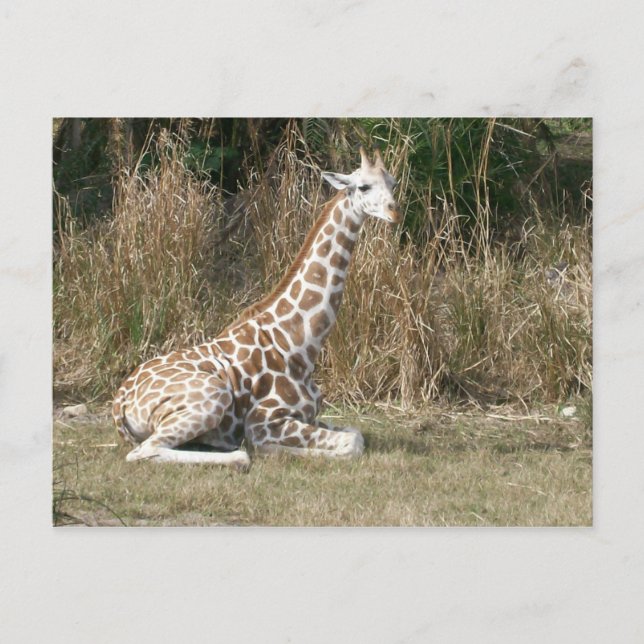 Cartão Postal Baby Giraffe (Frente)