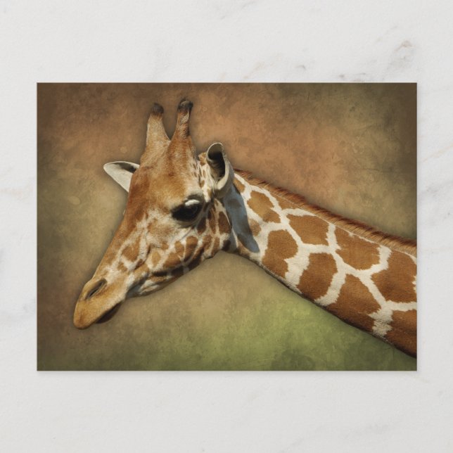 Cartão Postal Baby Giraffe (Frente)