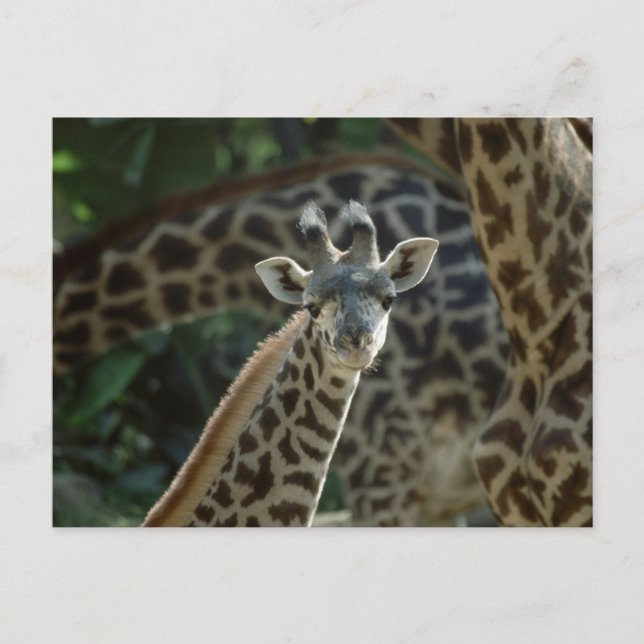 Cartão Postal Baby Giraffe (Frente)