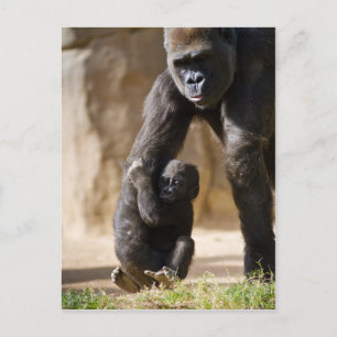 Cartão Postal Baby Gorilla