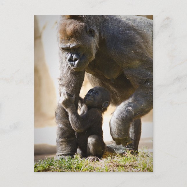 Cartão Postal Baby Gorilla (Frente)