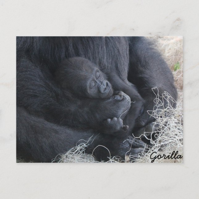Cartão Postal Baby Gorilla (Frente)