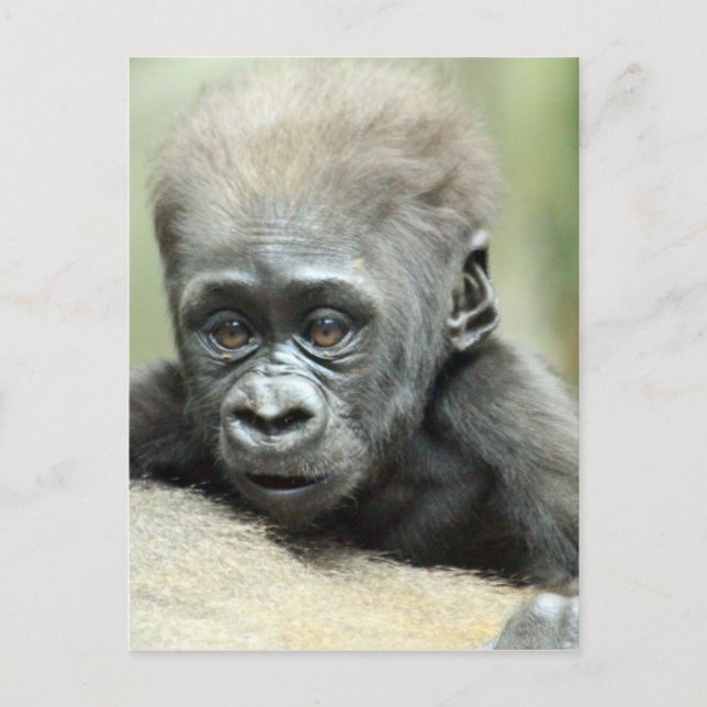 CARTÃO POSTAL BABY GORILLA RELAXING (Frente)