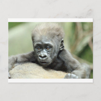 CARTÃO POSTAL BABY GORILLA RELAXING