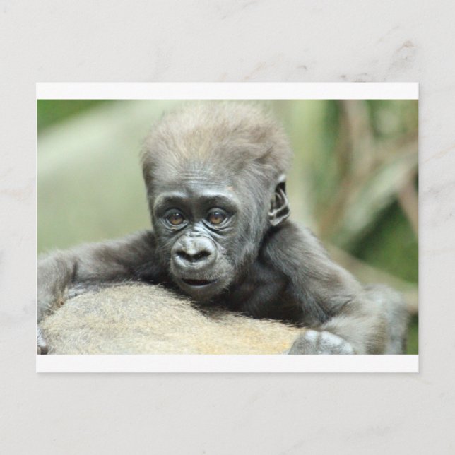 CARTÃO POSTAL BABY GORILLA RELAXING (Frente)