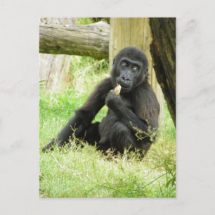 Cartão Postal Baby Gorilla Snacking