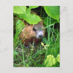 Cartão Postal Baby Groundhog Petite Marmotte Hull Quebec Canadá