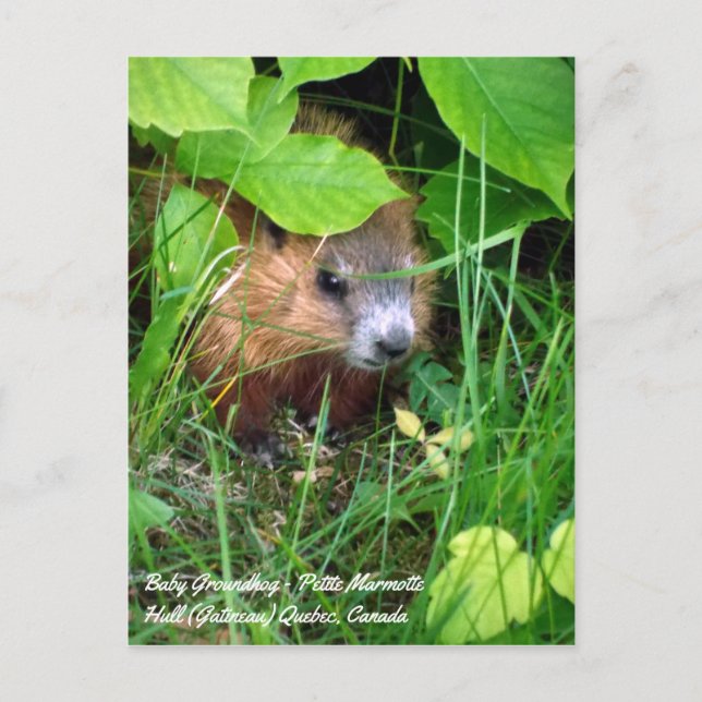 Cartão Postal Baby Groundhog Petite Marmotte Primavera no Canadá (Frente)