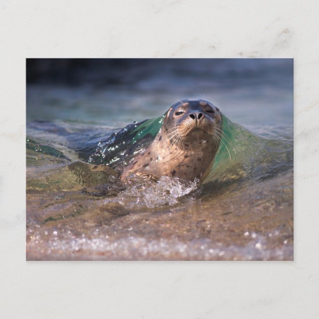 Cartão Postal Baby Harbor Seal (Frente)