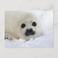Baby Harp Seal