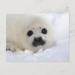 Cartão Postal Baby Harp Seal