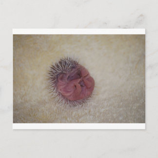 Cartão Postal Baby Hedgehog