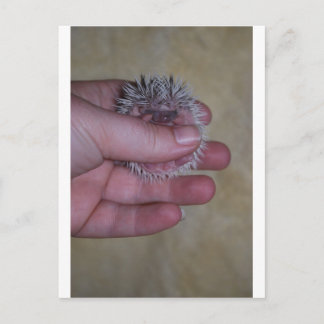Cartão Postal Baby Hedgehog em Mão
