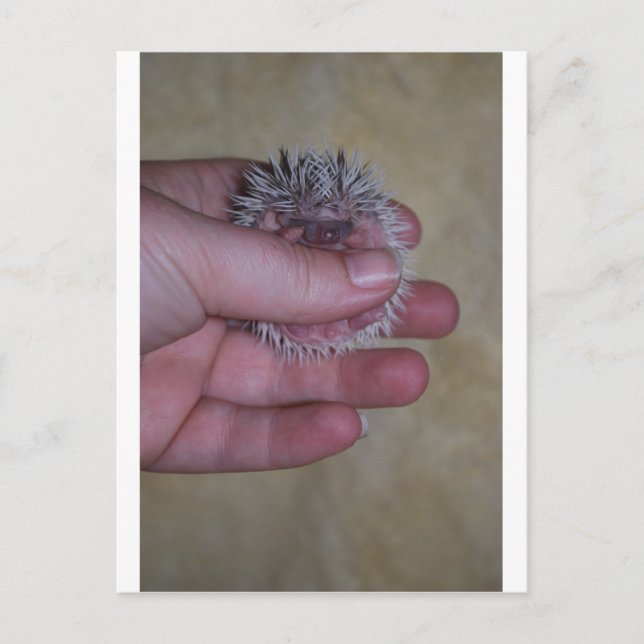 Cartão Postal Baby Hedgehog em Mão (Frente)