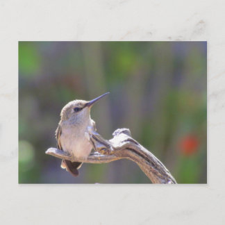 Cartão Postal Baby Hummingbird