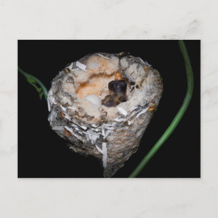 Cartão Postal Baby Hummingbird