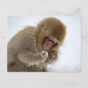 Cartão Postal Baby Japonês Macaque Macaco-neve