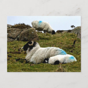 Cartão Postal Baby Lamb Dormindo perto da madeira de Wistman