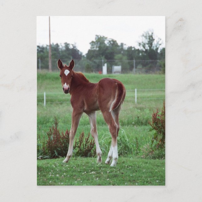 Cartão Postal Baby Lynx (Frente)