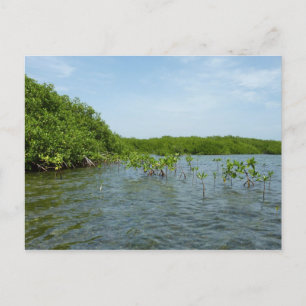 Cartão Postal Baby Mangrove Trees no Caribe
